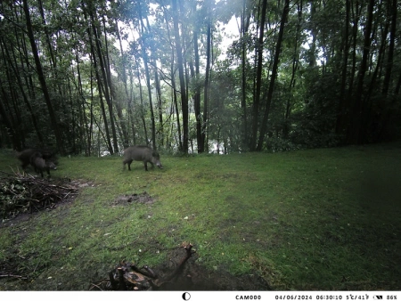 Kamera Leśna Fotopułapka 4K 4G LTE PODGLĄD na ŻYWO Aplikacja HC-950Pro AKU + preparat do wabienia dzików