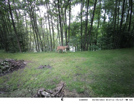 Kamera Leśna Fotopułapka 4K 4G LTE PODGLĄD na ŻYWO Aplikacja HC-950Pro AKU + preparat do wabienia dzików