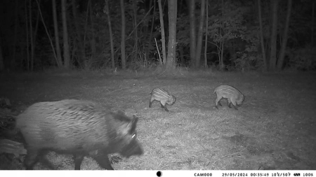 Kamera Leśna Fotopułapka 4K 4G LTE PODGLĄD na ŻYWO Aplikacja HC-950Pro AKU + preparat do wabienia dzików